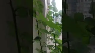 Как укоренить розу из букета . Проверено работает. Самый простой способ.