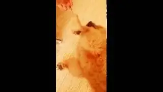 Щенок Чау-чау Кира и отработка хука с левой