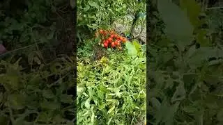 Томат "Монгольский карлик".
