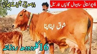 نیامال باباصدیق آگیاتےچھاگیا4چولستانی ساہیوال جھوک قاسیم کےریوڑ کی گائیاں فارسیل17کلودودھ کمال ہوگیا