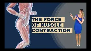 The Force of Muscle Contraction