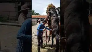 KUDA NAIK PAGAR || 😱😱😱 #horse