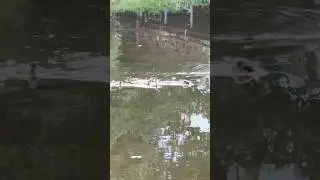 Какие хорошенькие #утята #уточки #утки #озеро