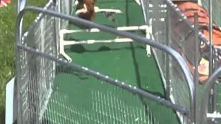 Livonia Spree Weiner Dog race winner