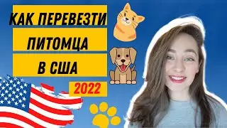 БАН 2022🇺🇸КАК ПЕРЕВЕЗТИ СОБАКУ И КОТА В США.как перевезти кота в сша.как перевезти собаку в сша