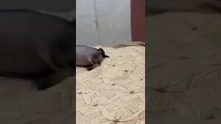 Викусины бесилки