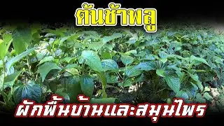 ต้นช้าพลู | ชะพลู สรรพคุณ และ ลักษณะ | ต้นใบชะพลู สมุนไพรไทย | ใบชะพลูแก้โรคอะไรได้บ้าง