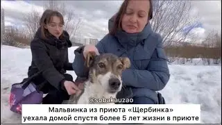 Мальвинка из приюта «Щербинка» уехала домой спустя 5 лет жизни в приюте. Проект Собака Юзао