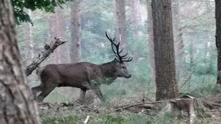 Hertenbronst 2024, Veluwe
