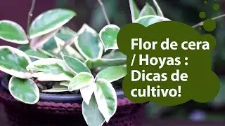 Como Cultivar a Flor de Cera (Hoya) - Dicas fáceis pra deixar ela linda #hoyadicascultivo