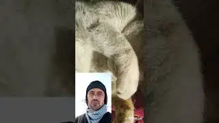 Мушукка қараб об-ҳавони билиш мумкинми?