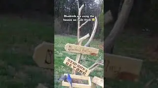Bluebirds are using our bluebird houses! 🥹🐦