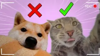 Why Cats Are Better Than Dogs