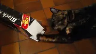 Dharma tries to fit her roundness into a narrow box