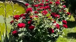 Сад , где хвойные деревья величественно возвышаются над красочными зарослями розовых кустов.