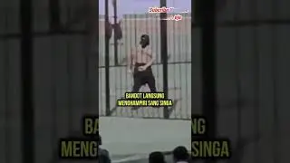 😱 Duel Maut Human Against Lion in Gelora Bung Karno (1968)
