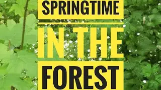 springtime in the forest 🌿💚