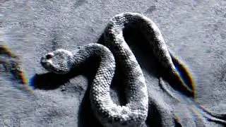 URAEUS