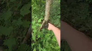 The Formation Of A Spider Tree