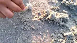 What the hell is that?