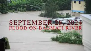 Flood on Bagmati River | Near TU Gate  - September 28, 2024 | Floating Black Dog - बागमती नदीमा बाढी