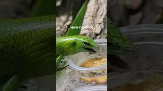 The COOLEST pet lizards money can buy!