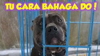 GIANT PITBULL FROM MINUTE! WEIGHT 70KG!