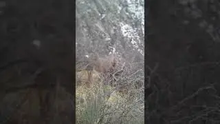 мусафед саронда