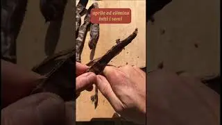 Carrube - dalla pianta alla tazzina #shorts #carrube #caffeselvatico #wildforaging