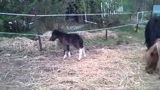 7. Pierwsze Kroki Poza Stajnią Cz. 1 :-)