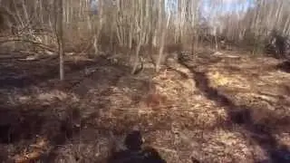 Газ 53 в лесу