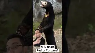 Sun Bear a Costume? #nature #animals #education #bear #zoo #china #viral #shorts #biology #science