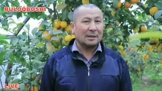 2 gurux nogironi nimalar bilan band