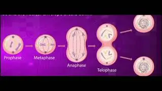 |Mitosis Explained: How Cells Divide and Multiply|short note|Quick revision|#Mitosis #celldivision