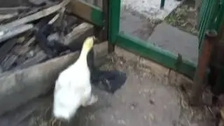 Гусь бежит очень смешное видео смотреть всем