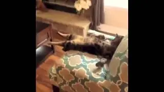 Смешные моменты с кошками