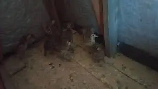 Пополнение, купили фазанов