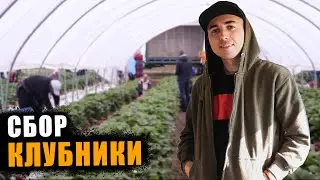 ПРОЦЕСС СБОРА КЛУБНИКИ на ферме в ШОТЛАНДИИ. Allanhill Farm. Работа в Англии на ферме.