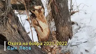 Охота на бобра 2021-2022