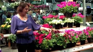 Geranium Calliope - All About Color