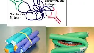 Antigen and hapten