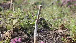 Cherry tree grafting on wild cherry rootstock