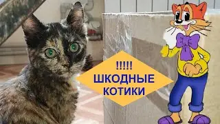 Котики - Шкодные!