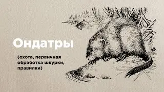 Ондатры