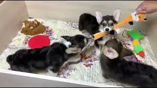 Корги щенки ФАНТАСТИК, ФАЛЬКОН и ФОКСИ