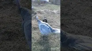 Драка индюка и петуха.