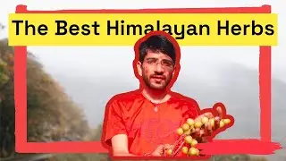 The Best Himalayan herbs, Best place to collect herbs according to Ayurveda Shastras