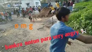 bankra  cow very angry 🐄