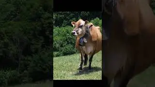 cute cow. #cowvidieo #cow