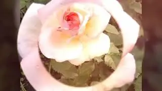 Розы, розы, розы